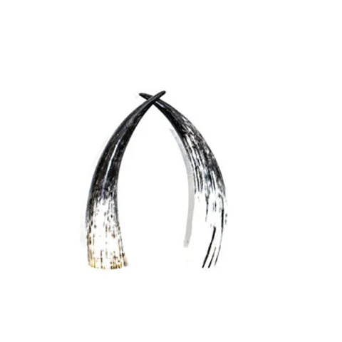 Ankole Horn 06 - Set